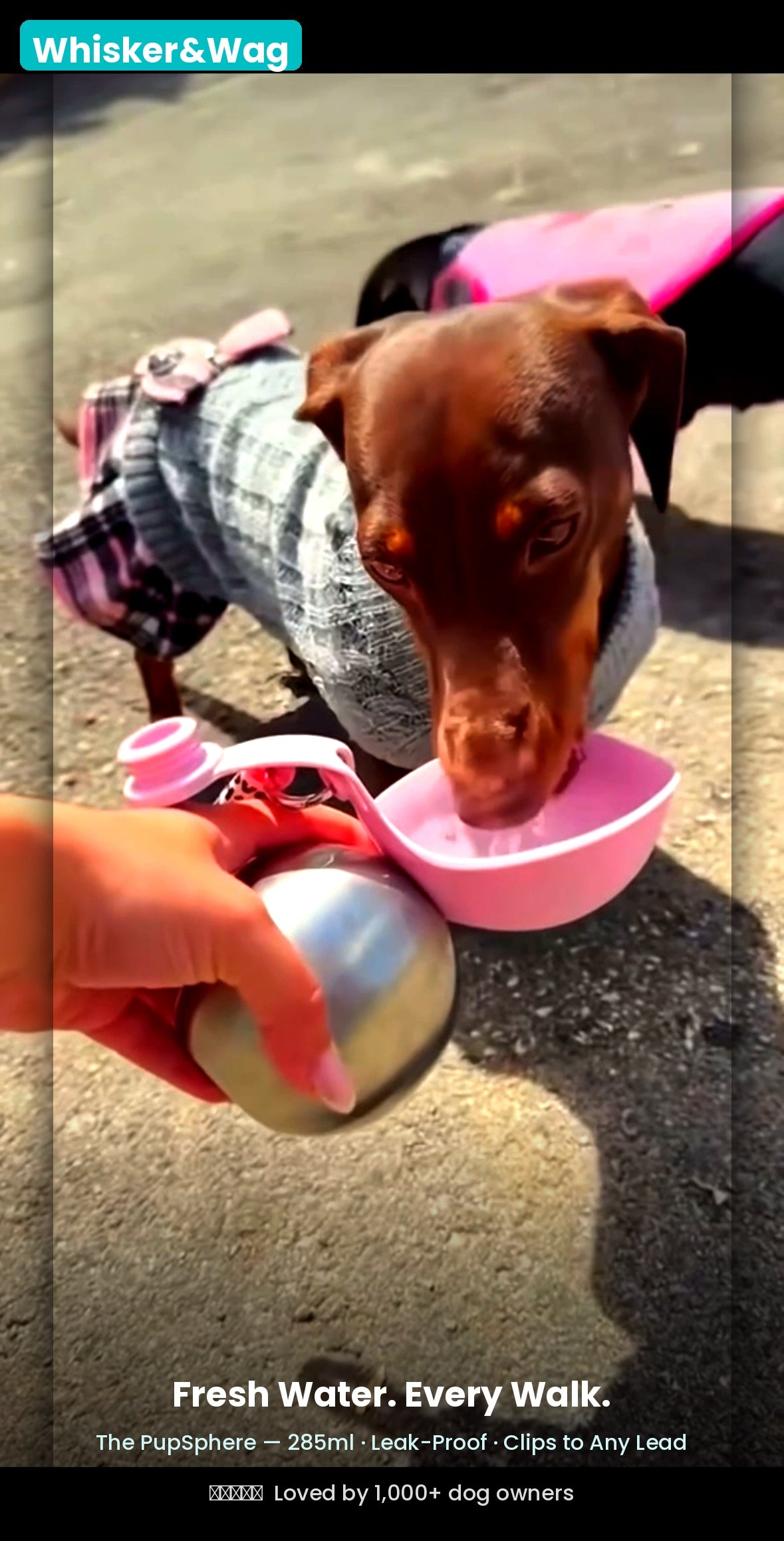 PupSphere - Whisker & Wag™ Portable Dog Water Bowl